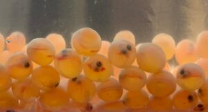 Salmon Roe (Eggs) in a fish-tank