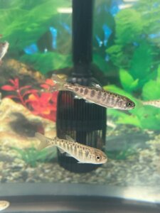 Baby salmon swim in pairs together in the fish tank